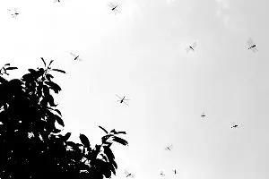 苍蝇满天飞！2026年家宅风水大凶预警