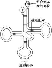 mRNA上AAU配对的反密码子是什么？