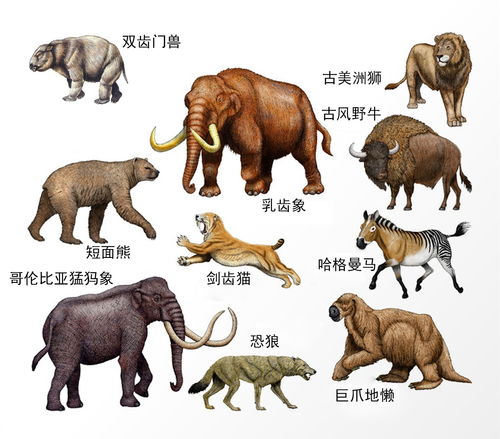 今期生肖轮到哪个动物出现呢？