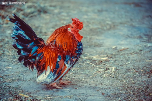 2026年属鸡的人事业不顺，贵人运如何？