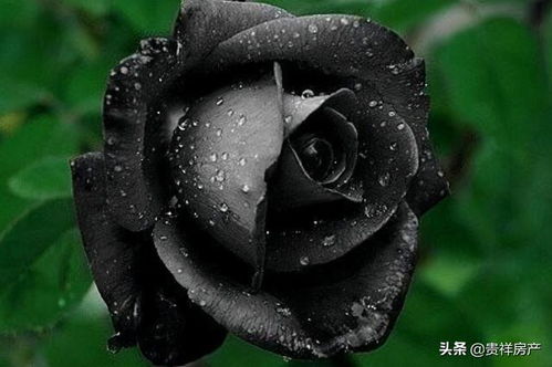 1.2 “黑美人”：精巧别致之美的优雅诠释