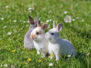 属兔今年4月感情运势如何，今年整体感情运意味着什么？