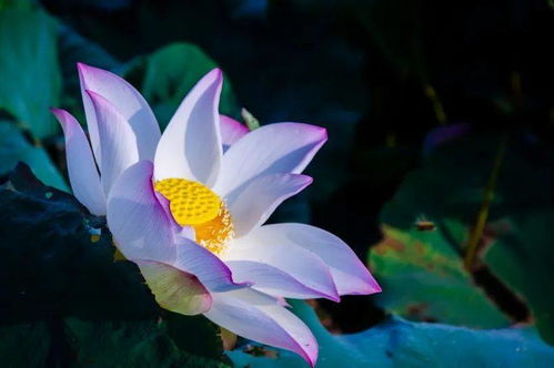 家居环境生态学与风水植物学的综合分析：论兼具养生功效与吉祥寓意的花卉选择体系