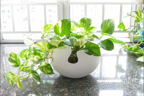 1. 能量场的净化与正负能量的转换机制