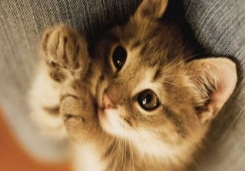 梦见被猫示好，这预示着什么好事即将发生呢？