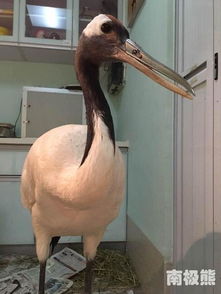 鹤唳猿声是哪个生肖？打一生肖动物是什么？