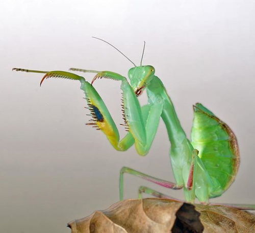 螳螂究竟属于十二生肖中的哪一种动物？