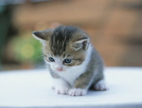 孕妇梦见黑猫是什么寓意？预示着什么？周公解梦又是如何解释的？