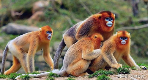 属猴的八字月支属猴，这种组合对猴怎么样呢？