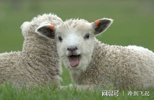 生肖羊：优雅高贵？别逗我了