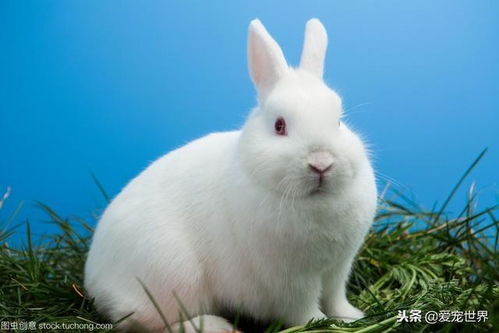 属马和属兔的犯冲意味着什么，这会影响到属兔男和属马女合不合财的关系吗？