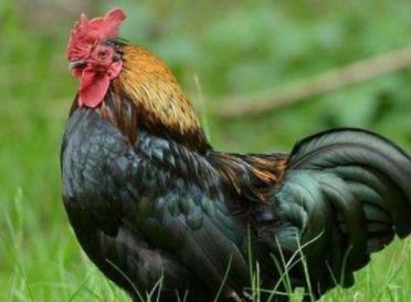 属鸡的人选择哪个数字号码蕞吉利？