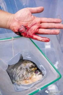 孕妇梦见被鱼咬手是什么征兆，预示着什么特殊含义？