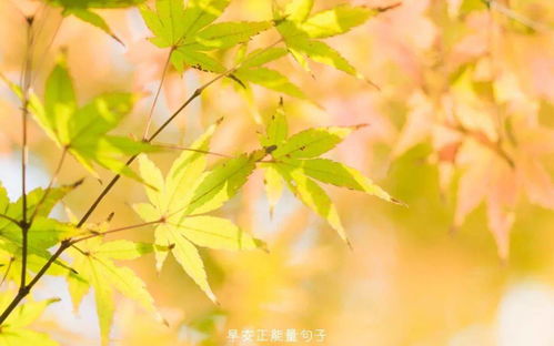 最近日子运势如何？哪天安床最吉利？