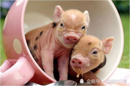 2026年每月运势如何，71年属猪人全年运势详解？