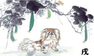 属狗人进入猪年运势如何？