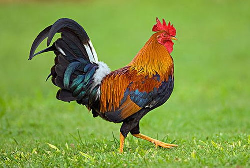 2026年属鸡的人身体情况如何？