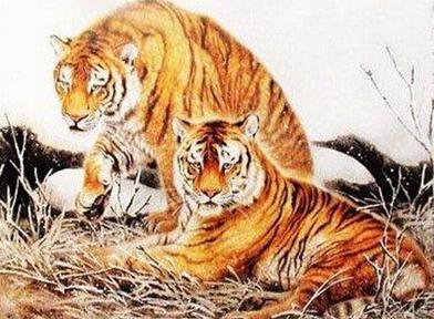 2026年属虎女贵人运和桃花运具体表现如何？