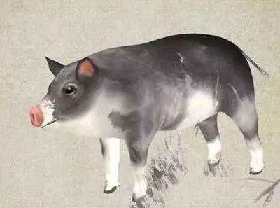 83年属猪41岁2026年运势和43岁事业运势分别如何？