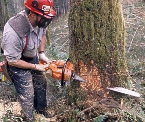 2026年4月适合伐木的吉日是哪天？2026年12月适合栽种的吉日是哪天？