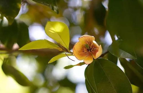生肖星座对应的植物象征意义探讨