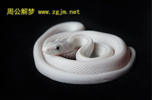 梦见被白蛇咬究竟预示着什么不祥的征兆或即将发生的事情呢？