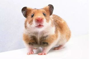 属鼠开店：名字这玩意儿，真要讲究！