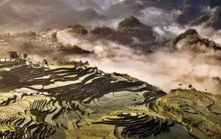 “仙气”从何而来？名字里的那些门道