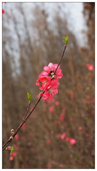 1. 生肖牛的情感纠结与勇敢转化