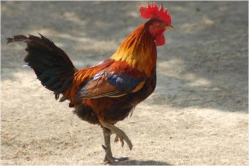 鸡的三合生肖是什么？鸡的三合三害是什么意思？