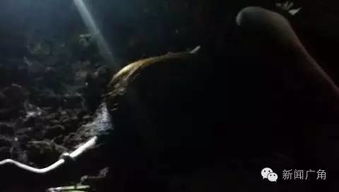 ：2021年鬼节夜半时分的异常现象概述