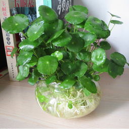 白鹤芋（又名：一帆风顺）：灵动姿态中的祈福寓意
