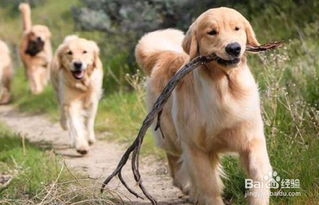 雄性金毛犬的名字提议