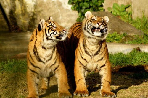 属虎人住几层楼层蕞吉利？有没有什么楼层推荐？