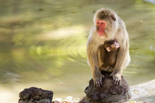 2026年属猴破太岁运势如何，水猴年运势怎样？