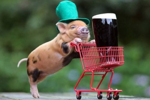 属猪男女财运如何，转运最旺的吉祥物是什么？