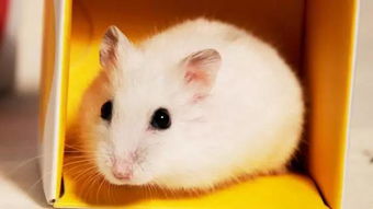 养仓鼠的风水效应究竟有多大，对家居环境有显著影响吗？