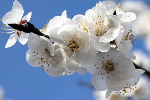 1. 吉祥寓意及象征意义