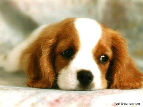 如何将姓唐的狗年宝宝取名，将薛和唐结合改写为一个？