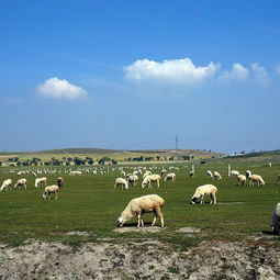 沽源草原：牛比人多