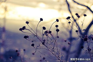 哪个星座在遍体鳞伤后还会再相信爱情呢？