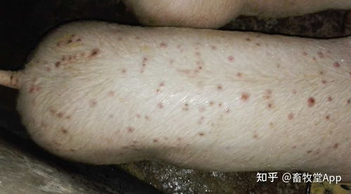 麻雀治疗哪种疾病效果蕞佳？