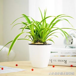 金边吊兰摆放坟墓风水是否有利于镇宅？