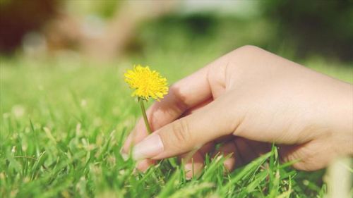 花草植物：生机与浪漫的情感载体
