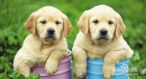 属龙的人养什么宠物最旺财运？