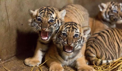 2026年2月哪些吉日适合虎宝宝出生，2022年农历6月出生的虎宝宝运势如何？