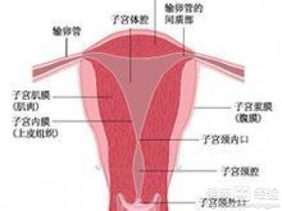 2.2 子宫内膜异位症——外星人入侵？