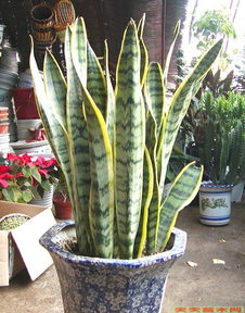 ：顽强精神的植物写照