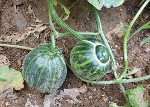 梦见在瓜地里摘瓜预示着什么含义？