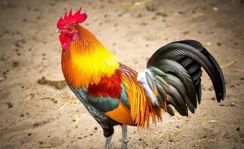 鸡与哪个生肖最匹配，而鸡的死对头又是哪个生肖呢？